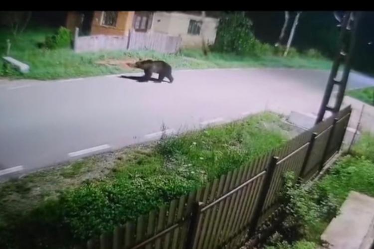 VIDEO. Un urs care terorizează clujenii, filmat în acțiune. A fost văzut 3 nopți la rând!
