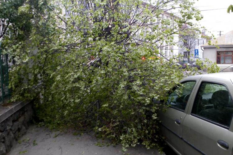 Copaci doborâți de vânt pe carosabil, în urma ruperii de nori din Cluj