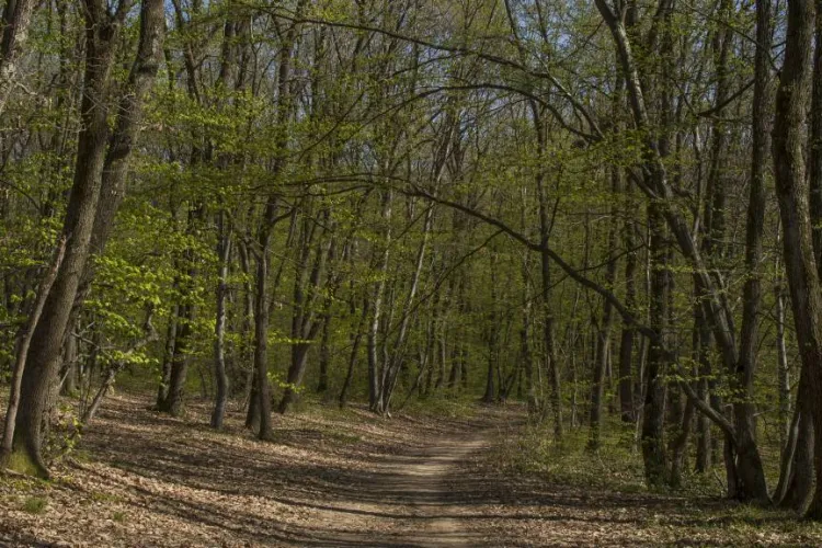 ”E pădurea mea!” - Un motociclist enduro oprit în pădurea Făget a arătat degetul mijlociu, foarte curajos - VIDEO