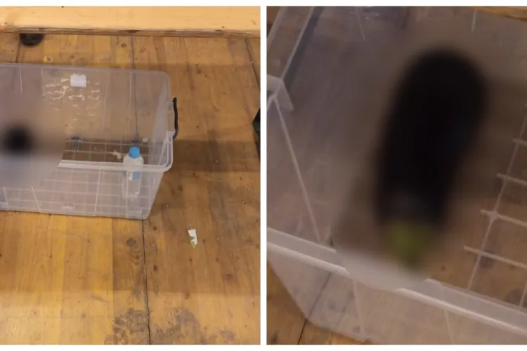 Așa foame e la Electric Castle? La cât e de scump, un tânăr a vrut să intre cu o legumă în geantă pentru a găti - FOTO