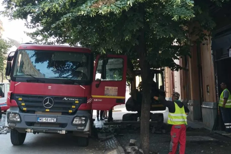 Copacii Clujului merită salvați de „planurile” administrației locale. Experți: „În actuala criză climatică, fiecare arbore este de neprețuit”