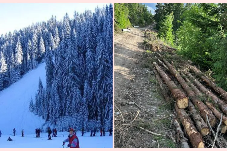 Jaf la Buscat! Se taie pădurile de lângă pârtie pentru a se face parcele de închiriat ”iubitorilor de  munte” - FOTO