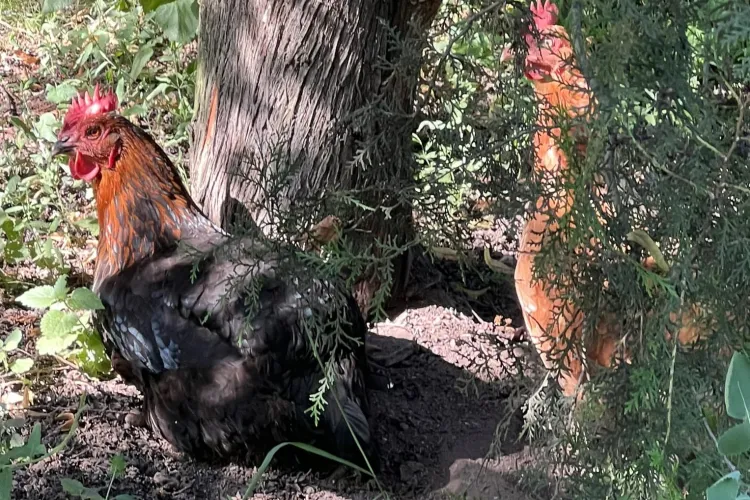 Clujenii sunt nostalgici după orașul vechi: ”M-am bucurat că în orașul-beton mai există parcele nemodernizate” - FOTO