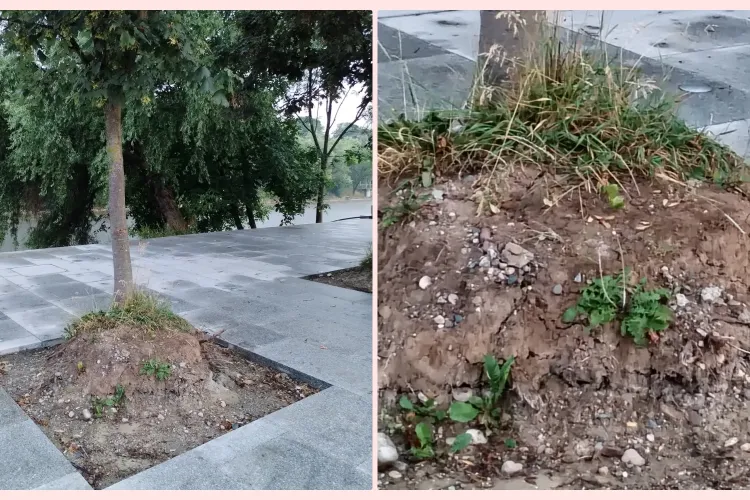 Lucrări în bătaie de joc pe platoul de lângă podul Napoca. Tei lăsat să se usuce cu rădăcinile expuse - FOTO