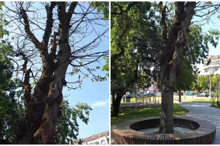 Cum arată copacii Clujului după „renovarea” parcurilor de către administrația Boc: Din păcate realitatea nu poate fi „Photoshop-ată” - VIDEO