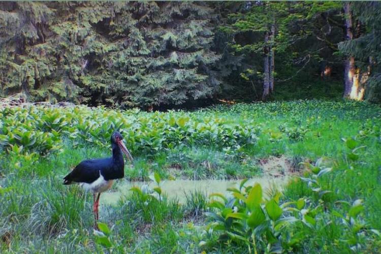 Apariție unică în Parcul Natural Apuseni! O „elegantă” barză neagră s-a oprit să bea dintr-un ochi de apă - VIDEO