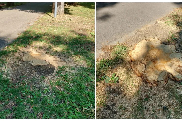 Copaci falnici tăiați în Parcul Central / UPDATE: Au fost tăiați de la rădăcină, pentru că erau un pericol - FOTO