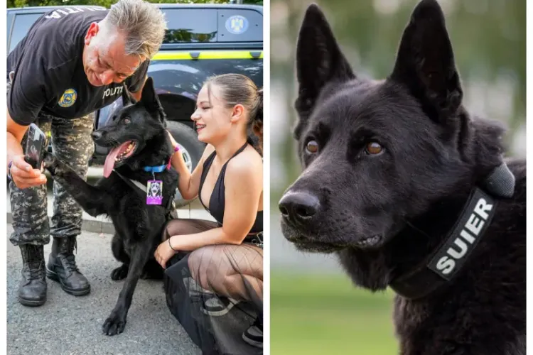 Șuier, câinele vedetă al Poliției Române, face selfie cu tinerii de la UNTOLD! Minunăția de cățel și-a făcut mulți prieteni la festivalul din Cluj