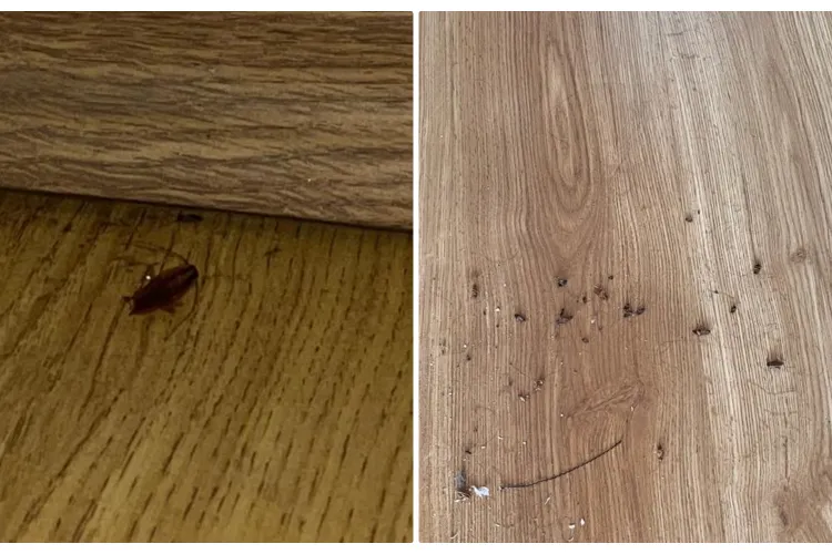 Studenții acuză că sunt gândaci în campusul din Observator - VIDEO și FOTO