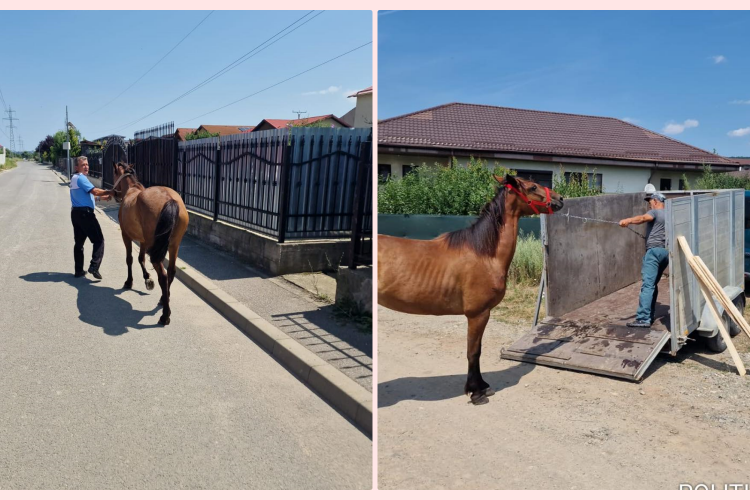 Primar din Cluj, care pune piciorul în prag: ”Vremurile în care pe străzile localității umblau cai în derivă, au apus!” - FOTO