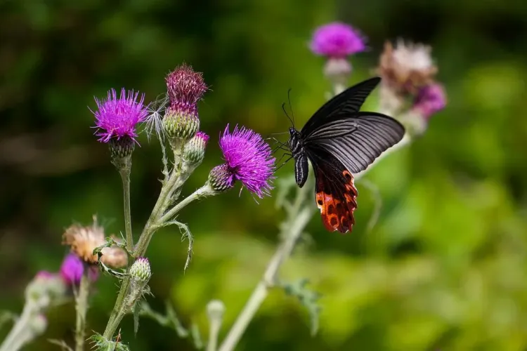 Dealul cu fluturi, rezervația magică a Clujului