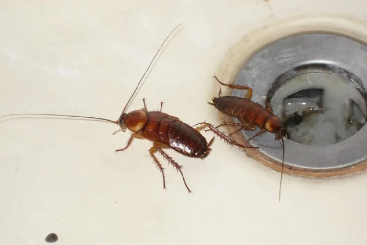 Gândacii te mănâncă într-un spital de copii din Cluj-Napoca, oraș considerat PERLA României. Banii lui Maticiuc nu au fost buni? - FOTO