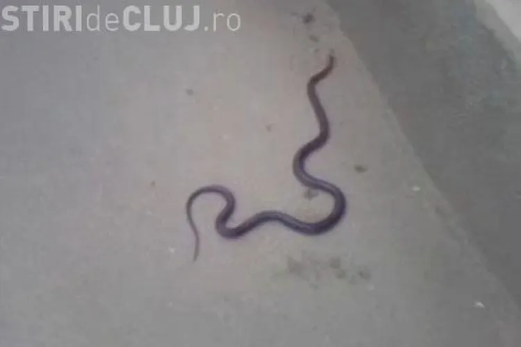 Un sarpe a fost prins de cativa localnici in Turda! VIDEO Imagini Socante