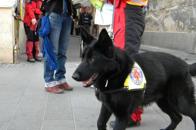 Hiperparada animalelor la Cluj Napoca! Demonstratii cu cainii de salvare, disciplina si paza  FOTO