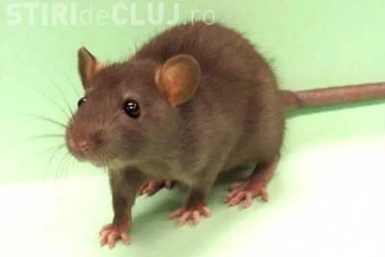 Un clujean a filmat sobolani in Piata Avram Iancu! VIDEO