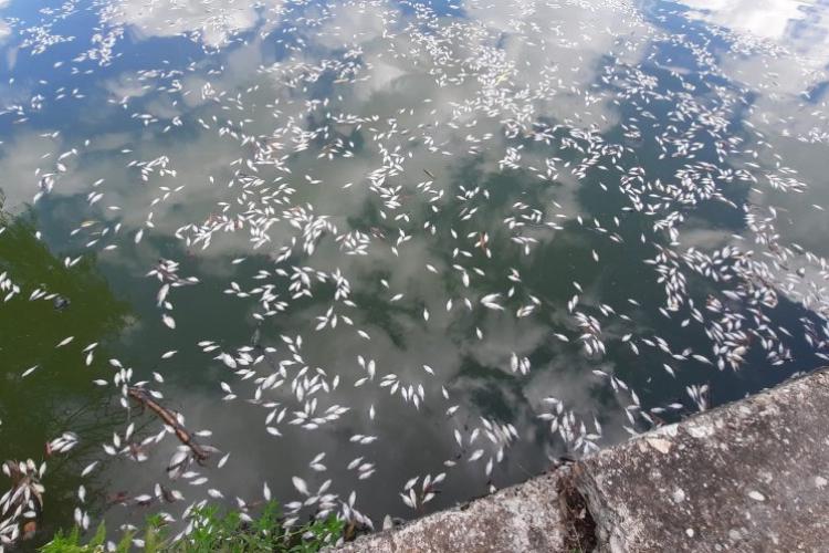 Dezastru ecologic pe lacul Gheorgheni, de lângă Iulius Mall! Experții explică de ce au murit mii de pești