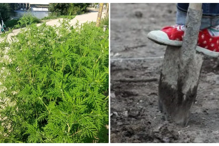 ”E plin de tufisuri mari de ambrozie in cartierul Grigorescu” - O clujeancă a pus mâna pe hârleț și a făcut curat - FOTO