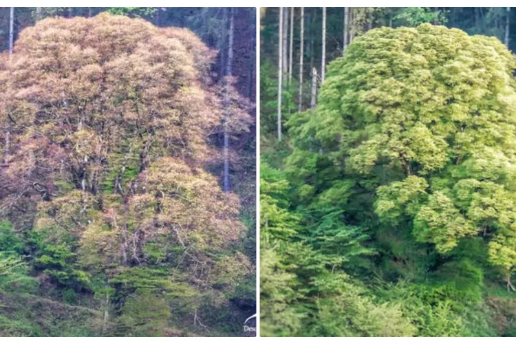 Povestea ”Fagului fermecat” din Ardeal, care își pierde frunzele numai primăvara. I se mai spune ”Fagul Împăratului” - FOTO