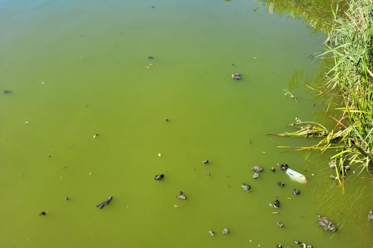 Miros de cinci stele pe malul lacului Gheorgheni: ”Ți se face rău acuma de la plimbarea pe lângă lac” - FOTO