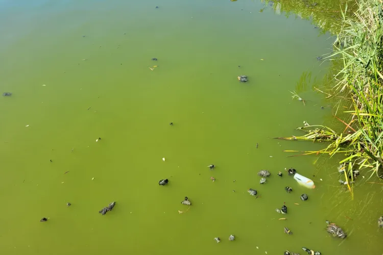 Miros de cinci stele pe malul lacului Gheorgheni: ”Ți se face rău acuma de la plimbarea pe lângă lac” - FOTO