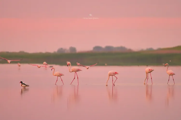 Fenomen extrem de rar în România. Minunate păsări flamingo, pe lacurile din Dobrogea - FOTO