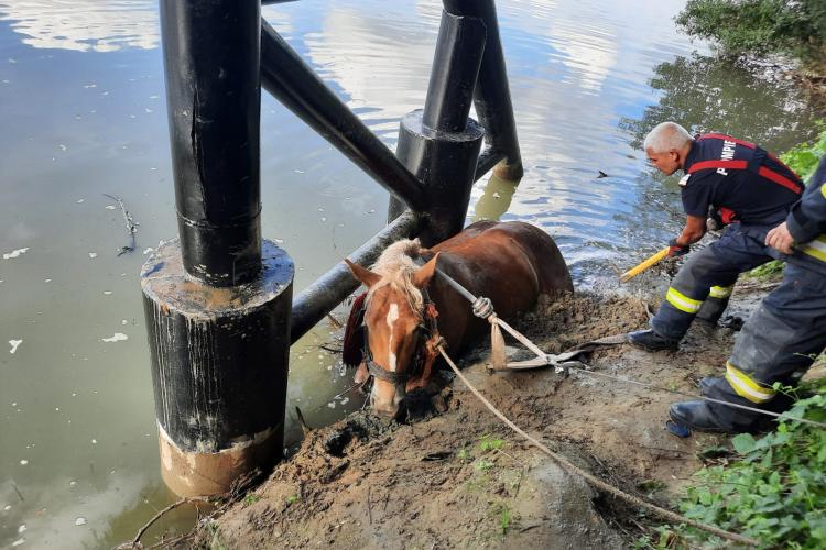 Salvare dificilă a unui cal blocat în mâl, pe malul Someșului - FOTO