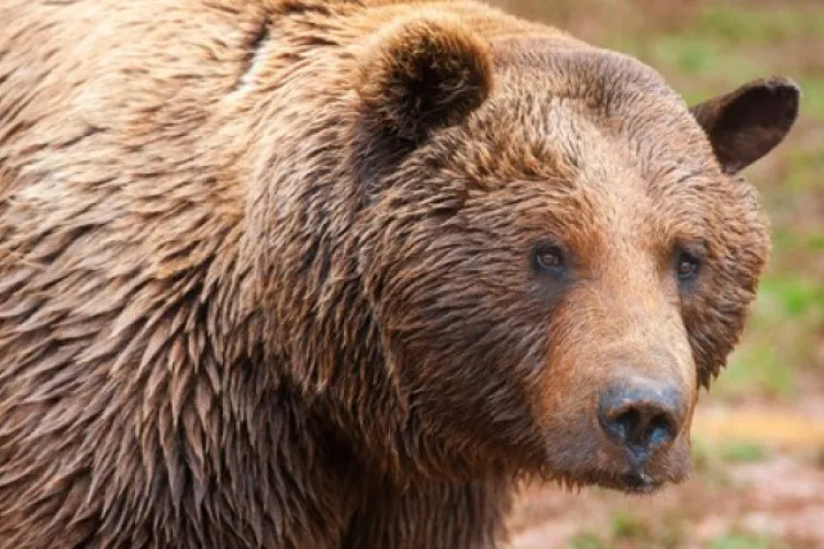 Urs în Feleacu la punctul de belvedere: ”Am șters-o rapid. Nu credeam că sunt așa aproape de case!”