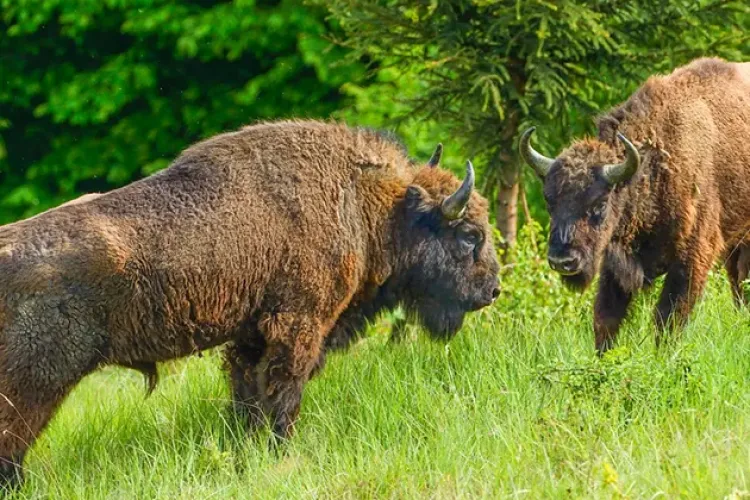 Zimbrii din Munții Făpăraș s-au adaptat perfect în sălbăticie - VIDEO