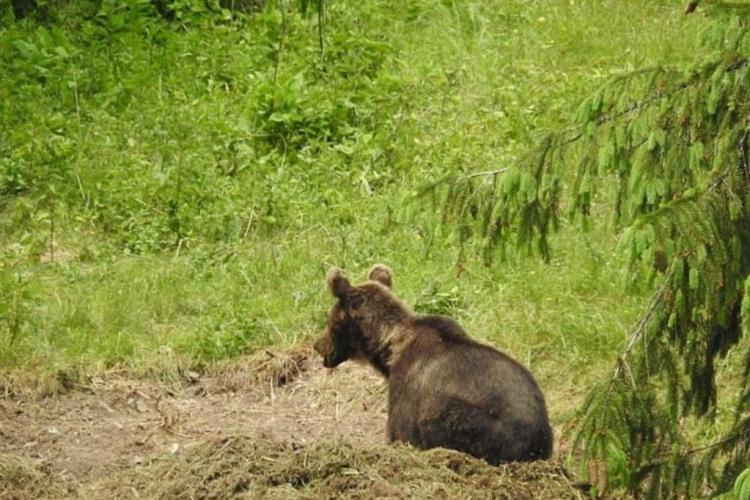 Încă un urs a fost văzut la Cluj. Autoritățile recomandă prudență 