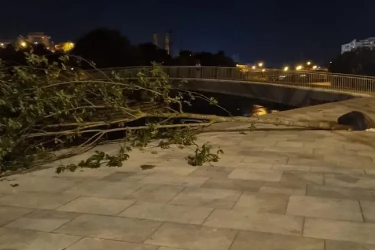 Copacii de pe malul Someșului, căzuți după furtună. Clujean: ,,Asa se plantează? Un guguloi de pământ băgat într-o groapa cu tot cu plasa aia de sârmă ?”