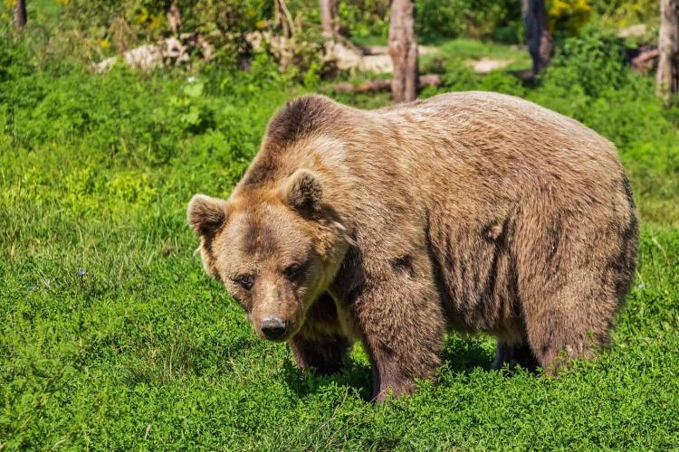 Urs văzut într-o locație turistică frecventată des de clujeni - VIDEO