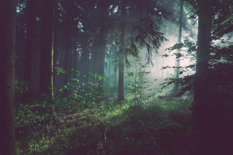 Întâmplare bizară într-o pădure din Germania. Un român a dispărut din senin, apoi a reapărut brusc după 3 ore: „Era vizibil în stare de șoc”