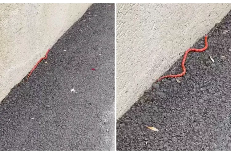 Un șarpe a fost filmat de un clujean pe stradă. Oare ce specie e? - VIDEO