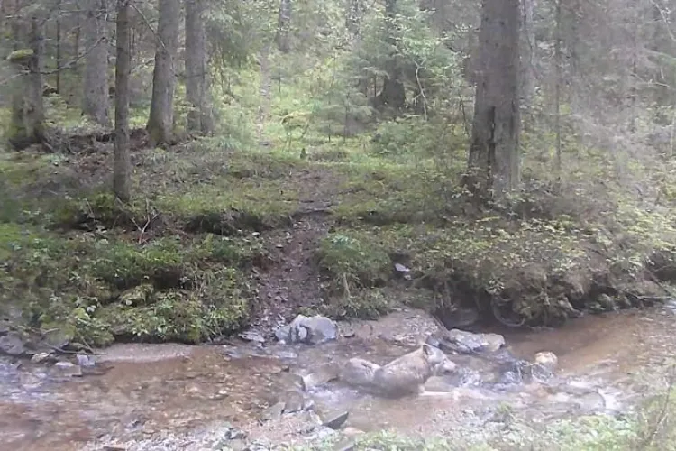 Lup filmat în Parcul Național Apuseni, în timp ce se răcoarea într-un pârâu de munte - VIDEO
