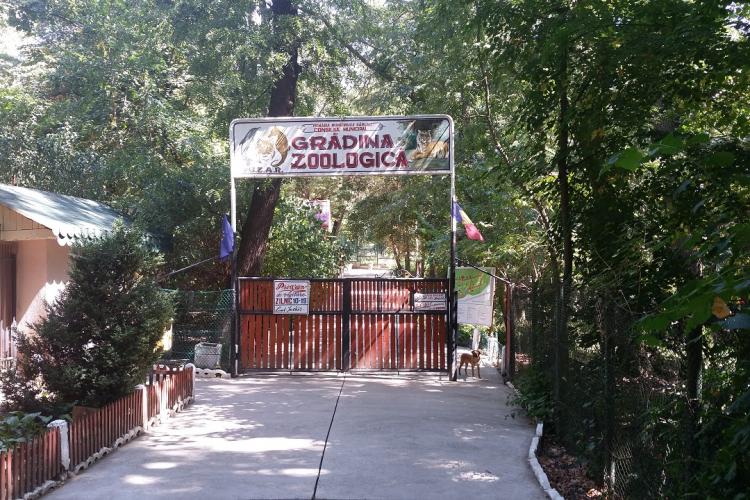 Un român a fost muşcat de un tigru la Grădina Zoologică din Bârlad, după ce a băgat piciorul prin gard