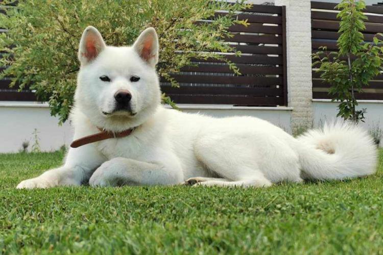 Recompensă URIAȘĂ pentru un câine pierdut în Cluj-Napoca. Stăpânii o caută disperat pe Ashi de peste o lună 