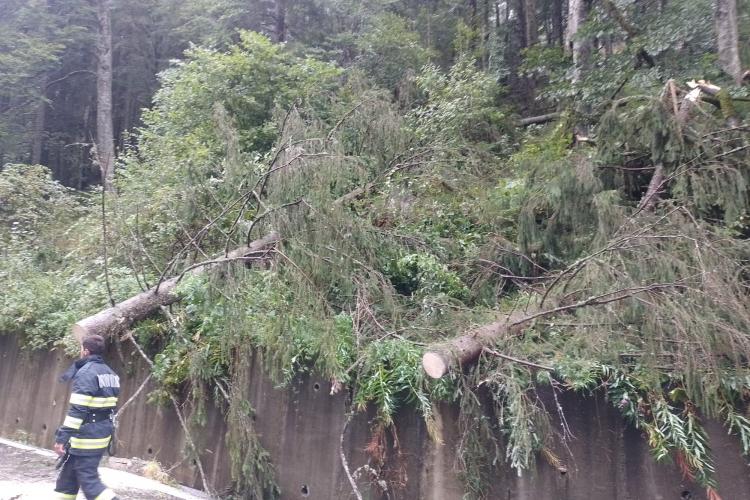 Arbori căzuți în zona de munte a Clujului! Au fost porțiuni de drum blocate - FOTO