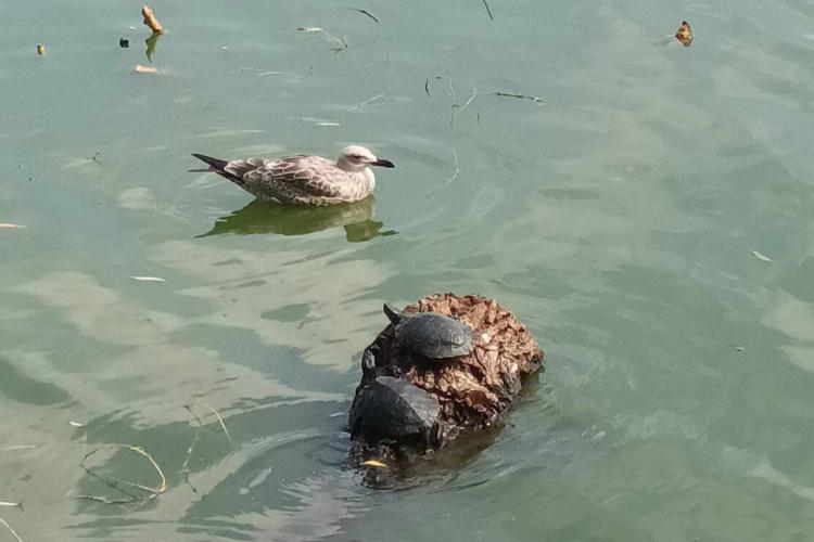 Apariție inedită pe lacul din Gheorgheni: Două țestoase își fac veacul în zona Iulius Mall - FOTO