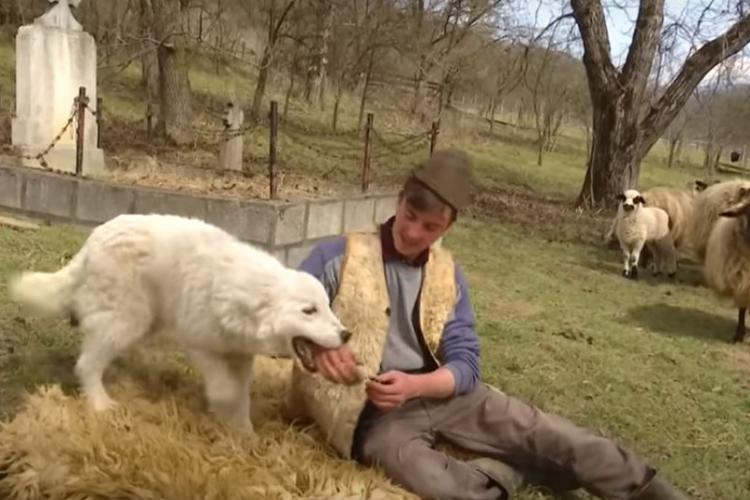 Un cioban ardelean s-a întors din Germania și ne-a spus povestea: ”Nici să nu mai aud de străinătate. Să meargă alții, eu rămân la oi!” - VIDEO