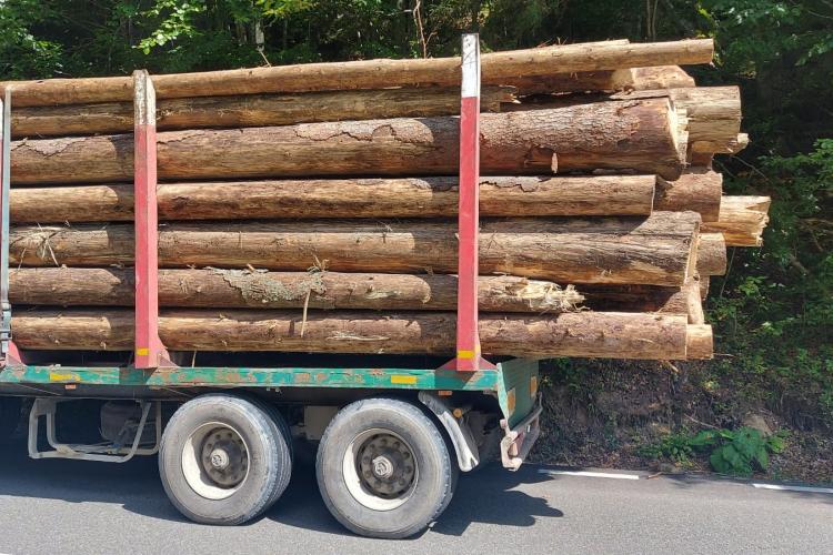 Furt uriaș de lemne depistat de polițiștii clujeni. Drujbele nu se opresc în păduri - FOTO