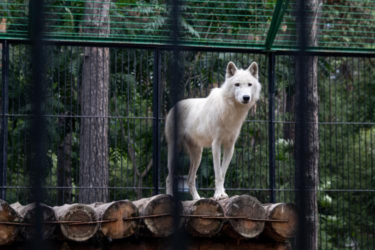 O fetiță a fost mușcată de un lup, la un zoo din Ardeal. Cum a fost posibil acest accident