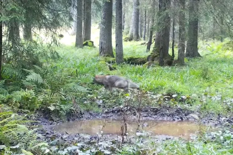 Imagini superbe din Parcul Natural Apuseni! Mai mulți lupi se plimbă nestingheriți prin natură - VIDEO