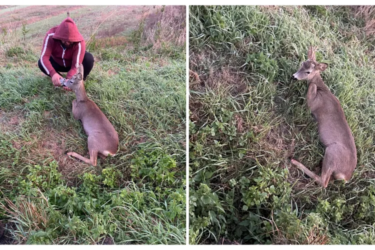 Gest de omenie al unui clujean! I-a dat apă și a salvat un caprior accidentat - FOTO