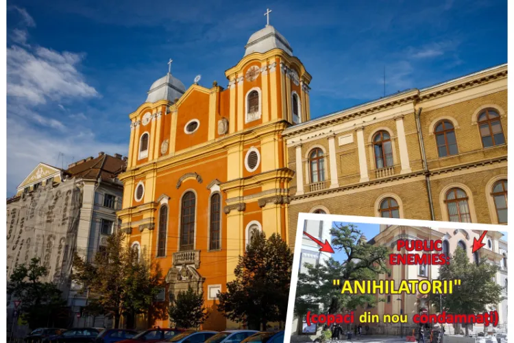 Boc spune că cei doi copaci de pe Universității, recomandați pentru eliminare, nu vor fi înlăturați: „Este la latitudinea noastră”