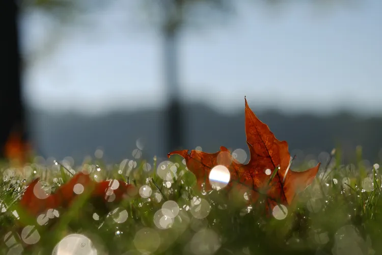 Urmează o lună cu vreme neobișnuită! ANM a actualizat prognoza meteo pentru următoarele patru săptămâni