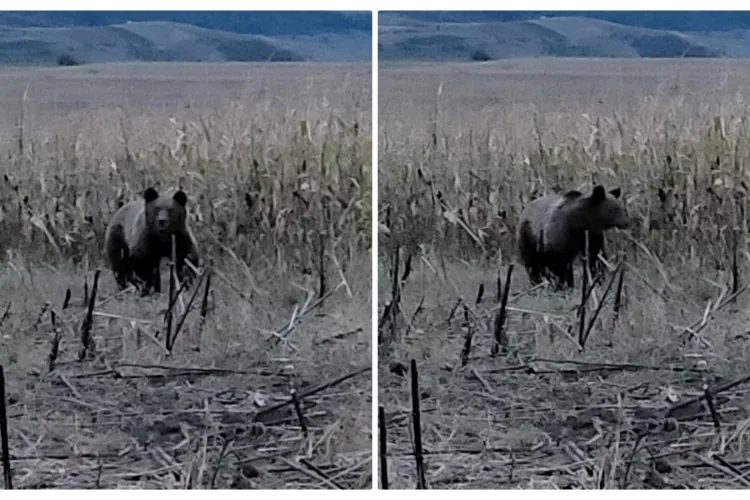 Urs văzut într-un lan de porumb din Cluj. Aparițiile sunt tot mai dese - FOTO