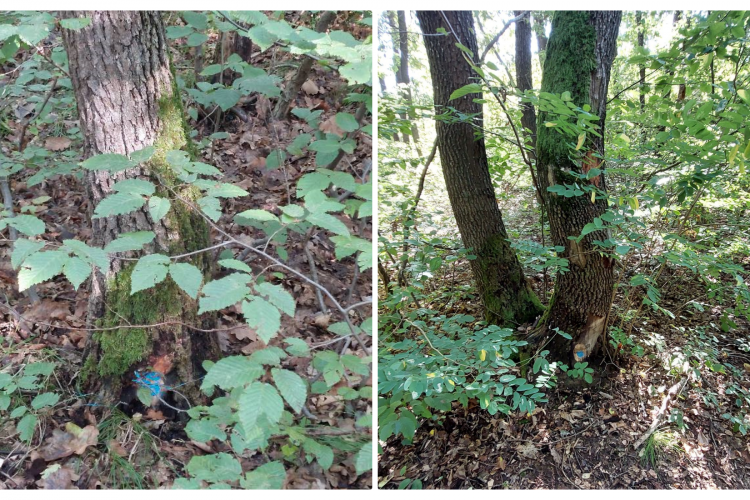 Clujean îngrijorat că se marchează spre tăiere arbori din Făget. Garda Forestieră spune că totul e legal și că se fac ”rărituri” - FOTO