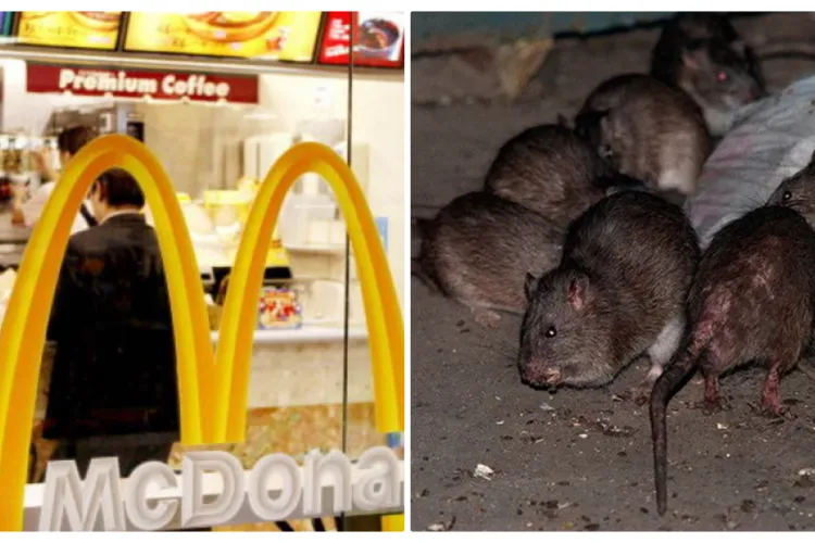 Șobolani filmați la Mc Donalds, în centrul Clujului! Probabil sunt atrași de standardul înalt al vieții - VIDEO