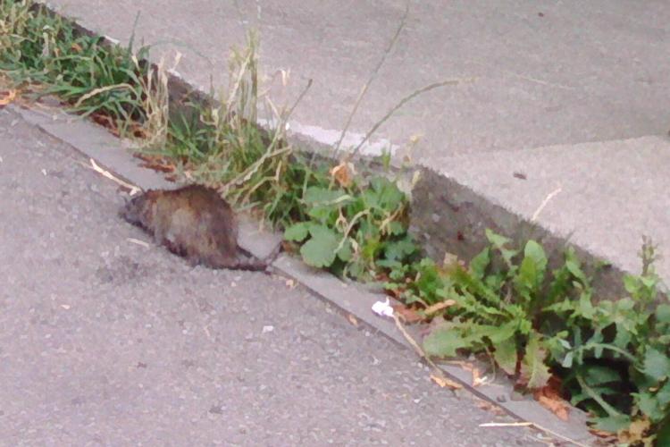 Invazie de șobolani pe o stradă din Mănăștur: „Este un canal din care ies și intră în voie, să se pună capcane”
