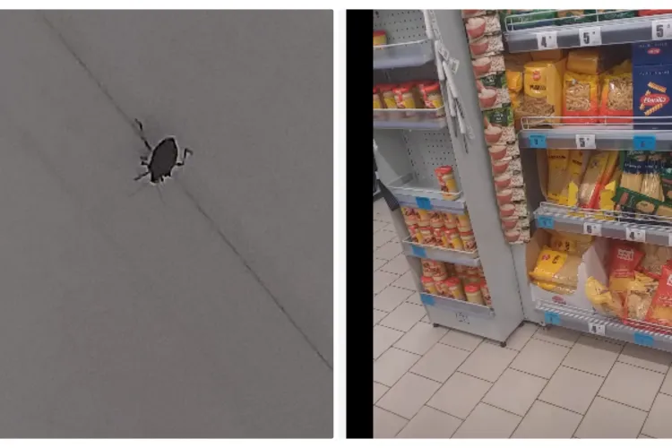 Ploșnițe într-un magazin din Cluj-Napoca: ”E o luptă fără început și sfârșit. Mereu sunt aceleași probleme peste tot” - VIDEO